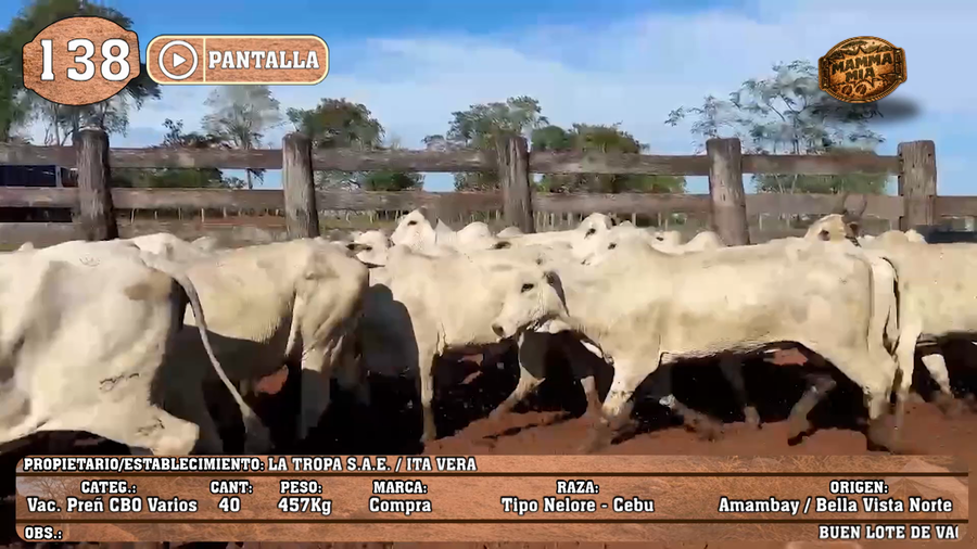 Lote LOTE 138 - PANTALLA