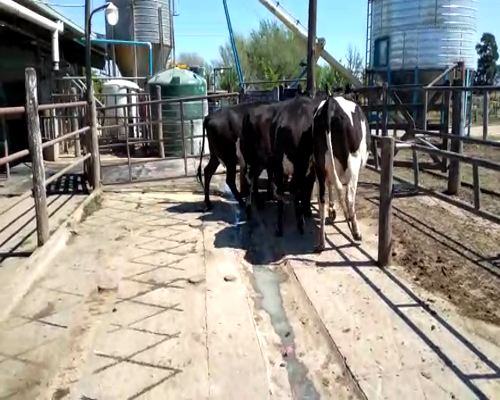 Lote Giovenale Jorge bis