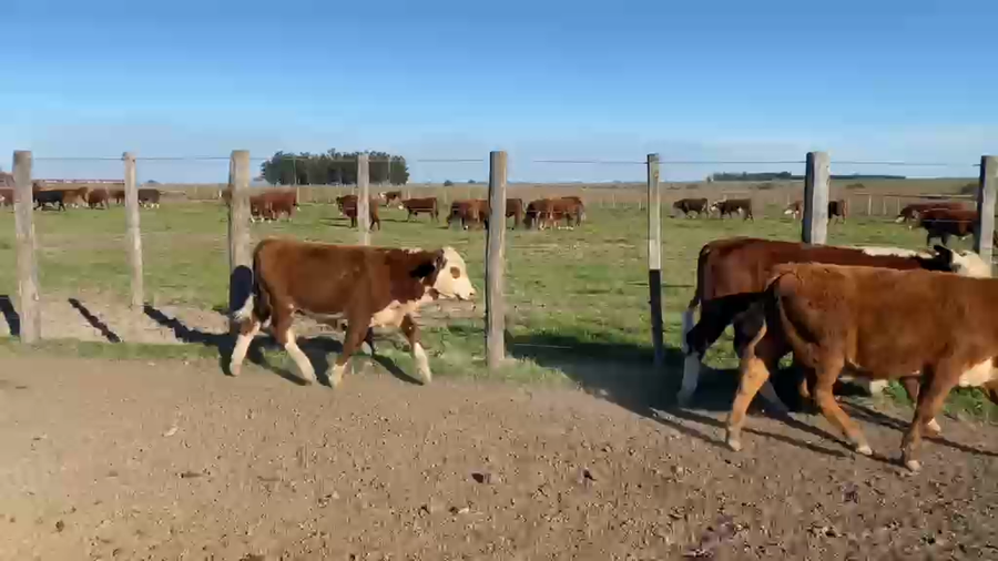 Lote 77 Terneros