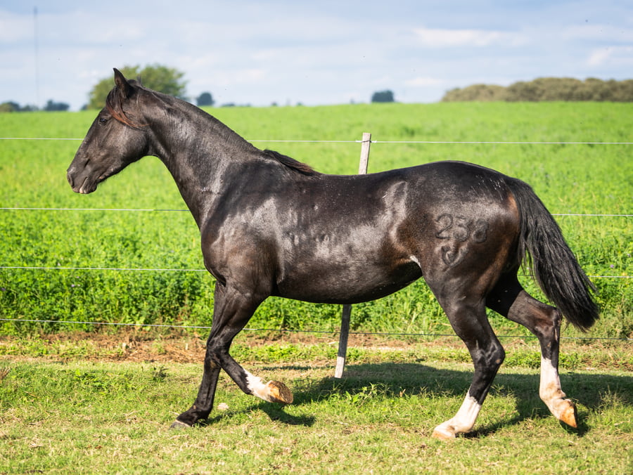 Lote Guirita Jacarandá