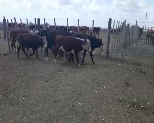 Lote 8 Terneros ANGUS Y CRUZAS a remate en Pantalla Camy 200kg - , San José
