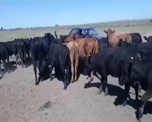 Lote 34 Terneros/as en Pehuajó, Buenos Aires