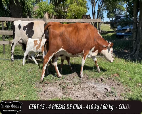 Lote (Vendido)4 Piezas de cría 1 HO,  1 NO X RA a remate en 12° Remate por Pantalla 410kg -  en - A 1 KM DE TARARIRAS
