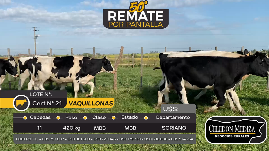 Lote 11 Vaquillonas holando en Agraciada, Soriano