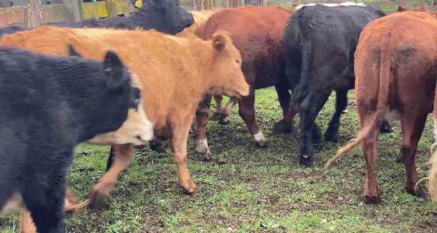 Lote 25 Vaquilla Engorda en Puerto Octay, X Región Los Lagos