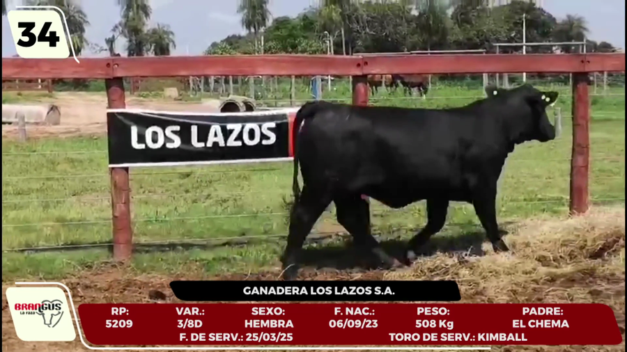 Lote LOTE 34 - CAMPO