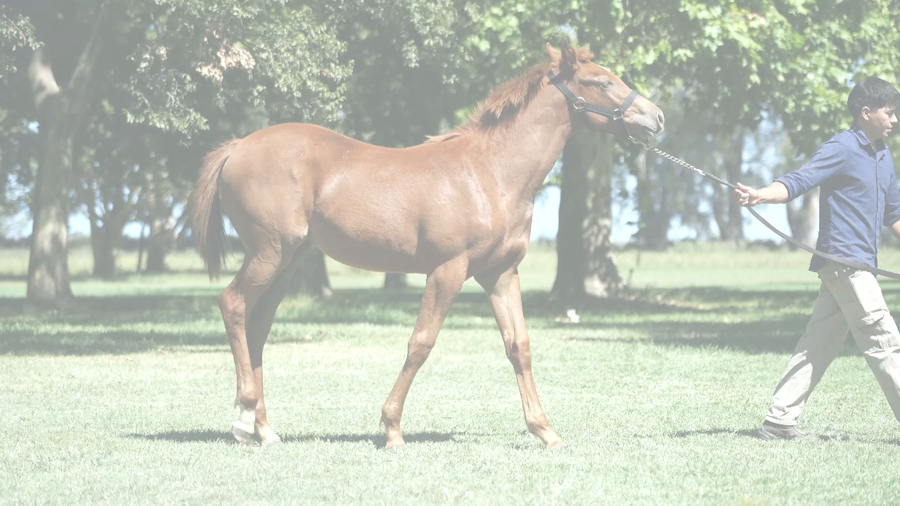 Lote FULL ENGUALICHADA (FULL MAST -  GUINEVERE)