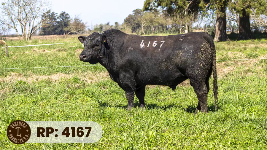 Lote RP 4167