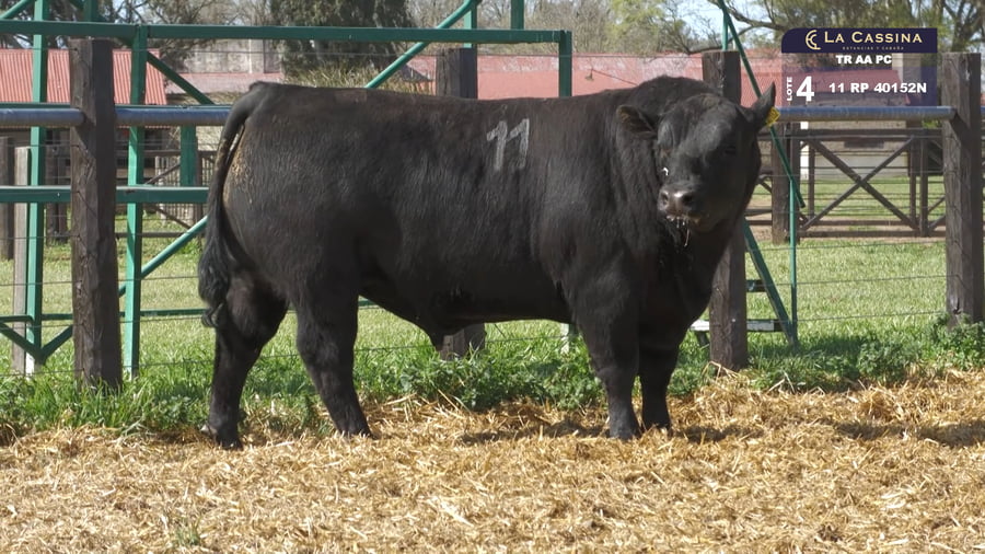 Lote TOROS ANGUS PURO CONTROLADO