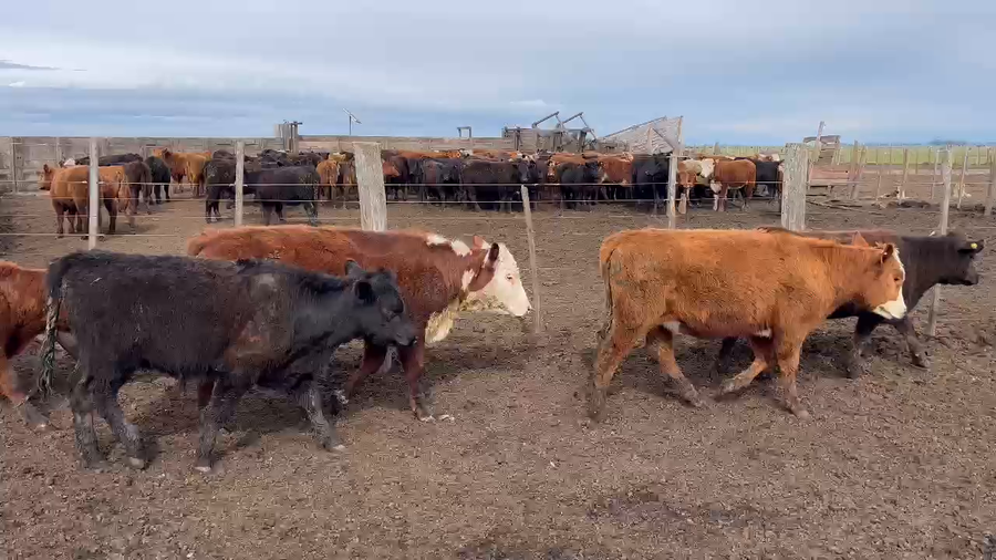 Lote 90 Terneras en Balcarce, Buenos Aires