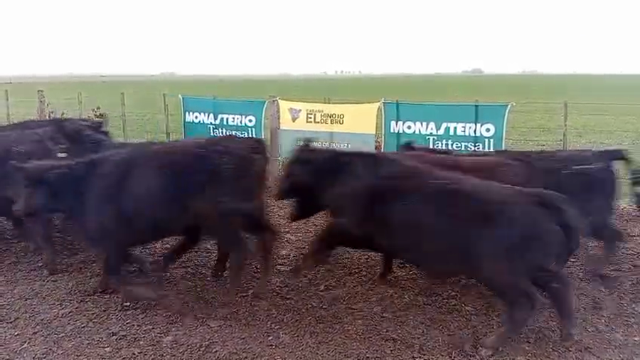 Lote 50 Novillitos de El Hinojo de Bru