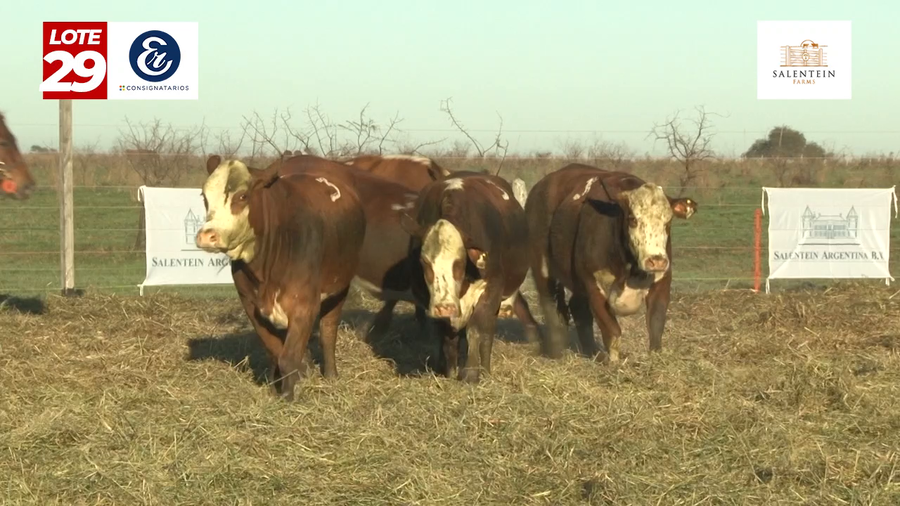 Lote Vaquillas Braford Planteleras Señal ´20-Preñadas IATF (22-12-2022) y Servicio Colectivo (01/01/23 al 05/02/23)