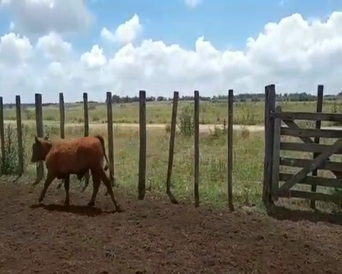 Lote 60 Terneros/as en Campana, Buenos Aires