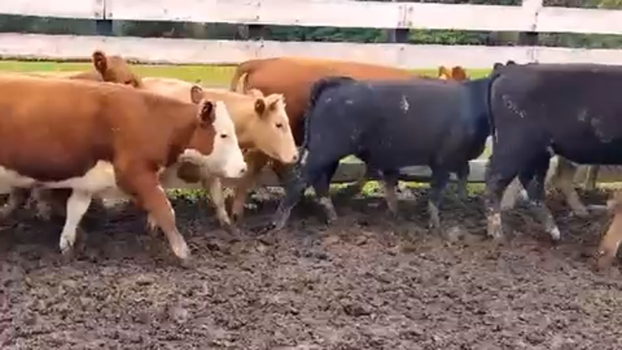 Lote 10 Vaquilla Engorda en Osorno, X Región Los Lagos