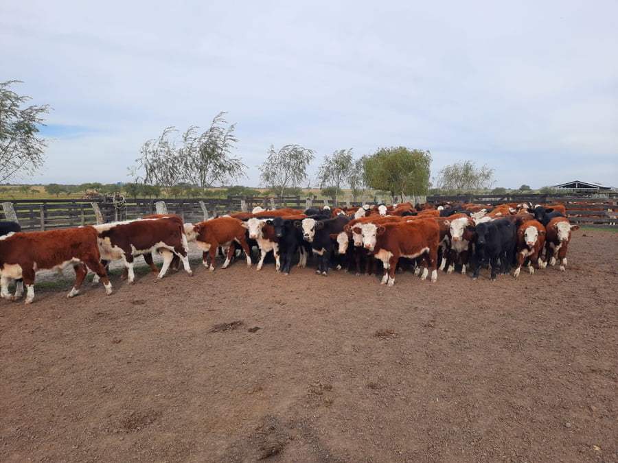 Lote SAENZ VALIENTE, BULLRICH Y Cia. S.A.