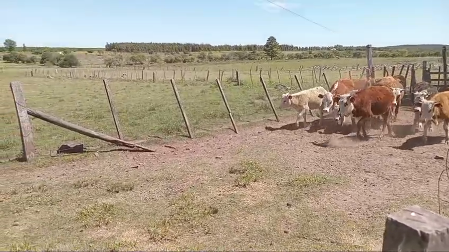 Lote Terneras sobre año