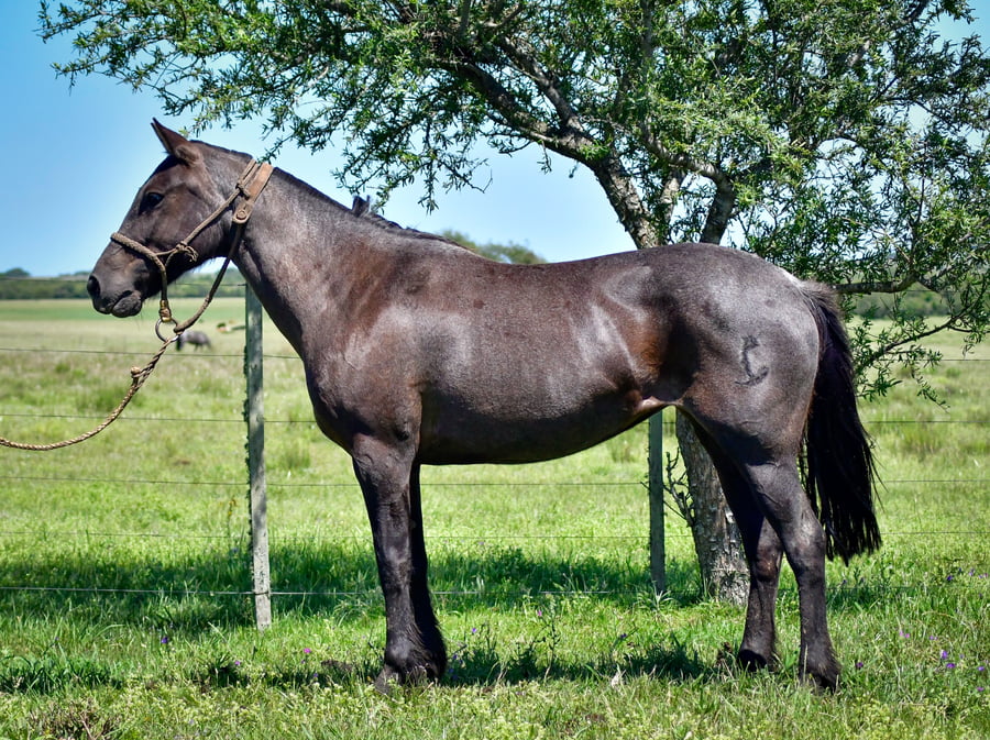 Lote Rasqueta De Los Relinchos 1128