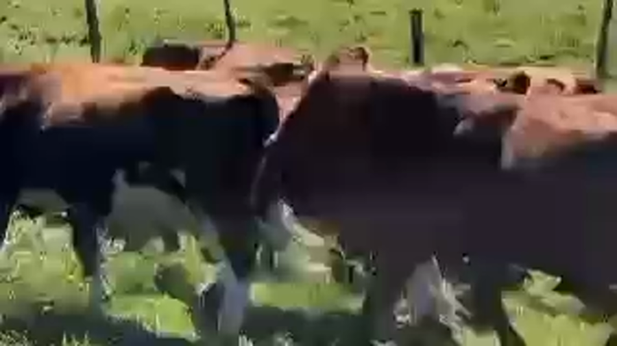 Imagen 2 del Lote Lote 50 Novillo Engorda en San Pedro, Región Metropolitana