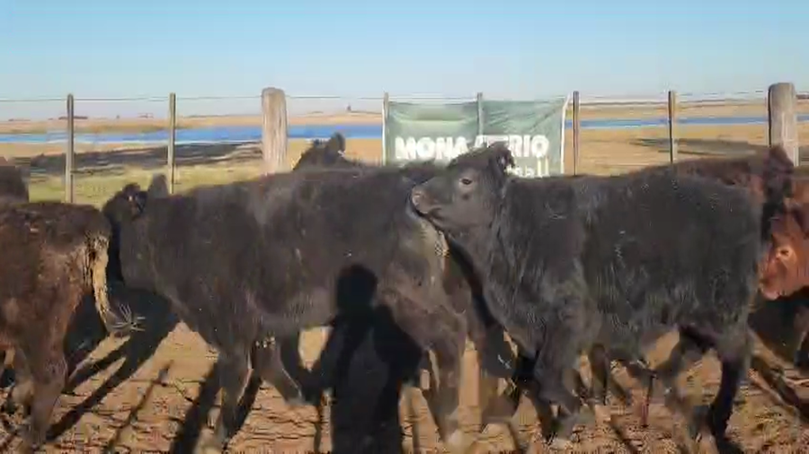 Lote 78 Terneros en Buenos Aires, Bolívar