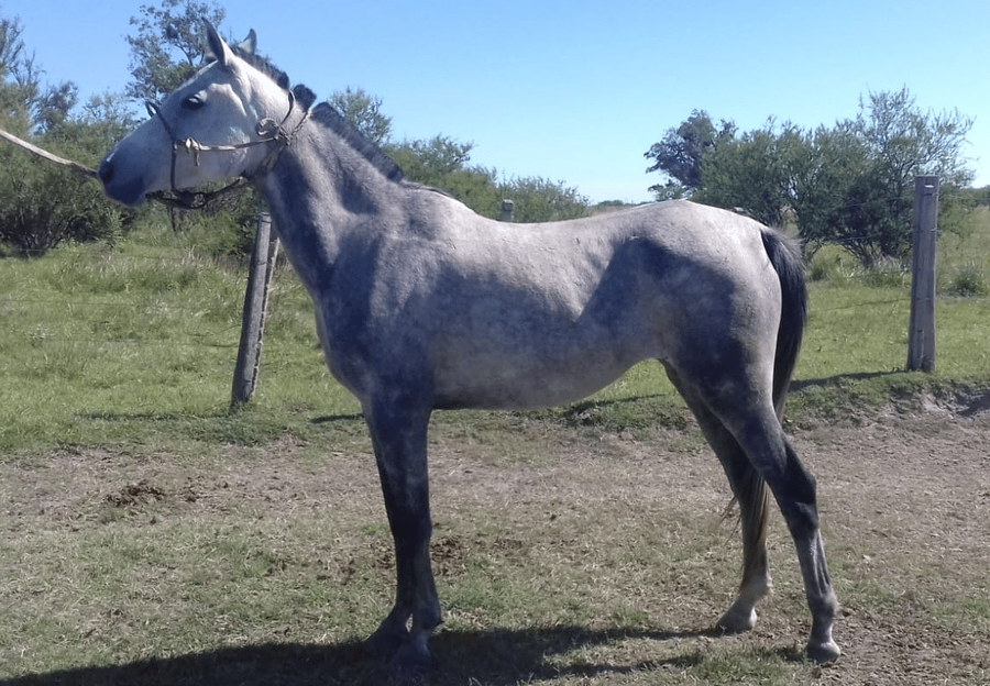 Lote ANGLO ARABES DEPORTIVOS