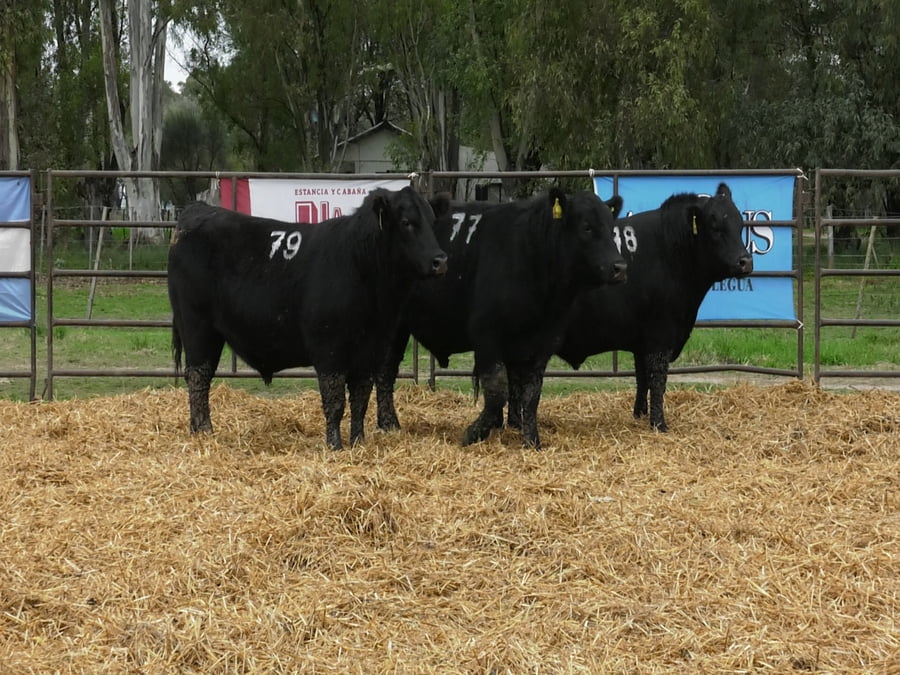 Lote TOROS ANGUS NEGROS PC