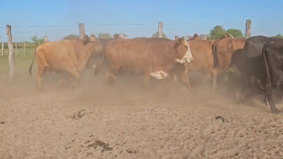 Lote 50 Vacas de invernar en Esquina, Corrientes