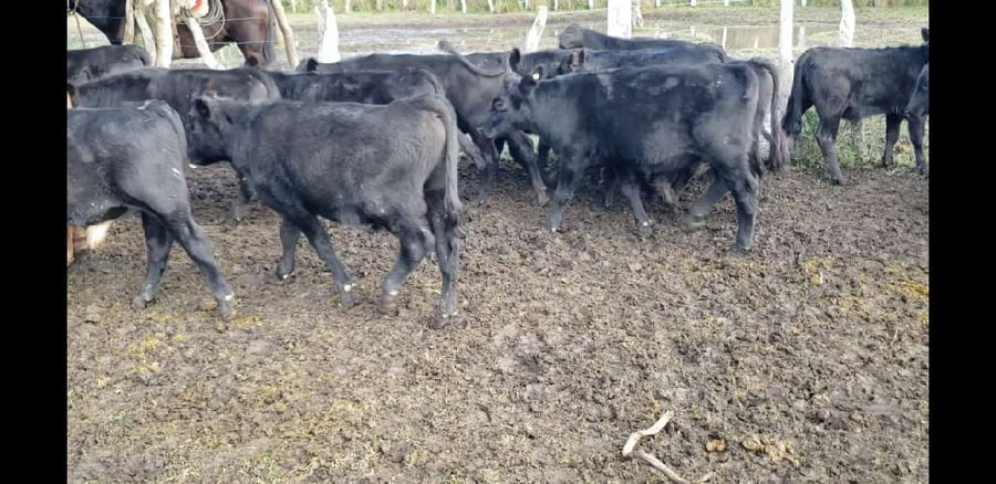 Lote 30 Terneros en Entre Ríos, Villaguay
