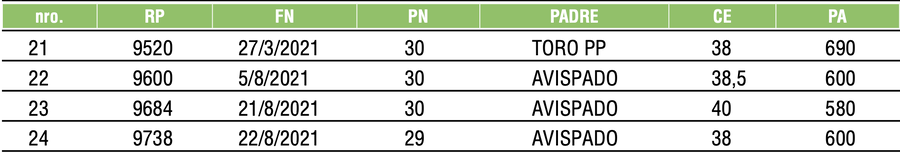 Lote TOROS ANGUS NEGROS PC