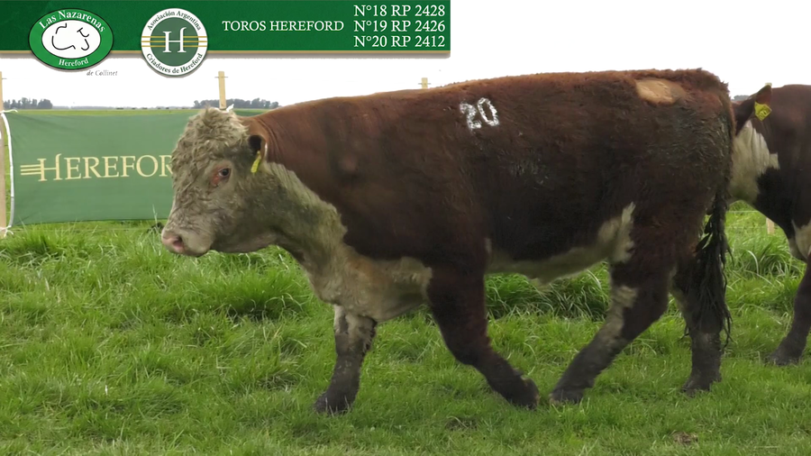 Lote Toros Polled Hereford Puros Registrados - Cabaña Las Nazarenas