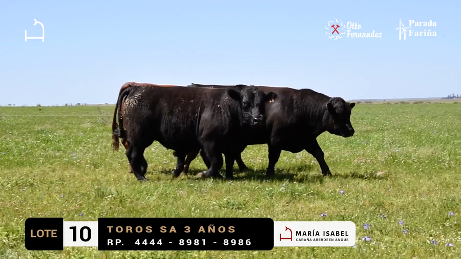 Lote LOTE 10