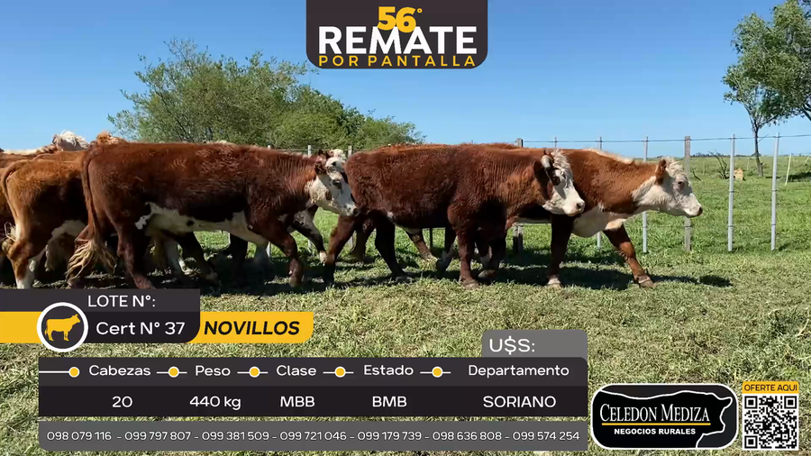 Lote 20 Novillos en Cardona, Soriano