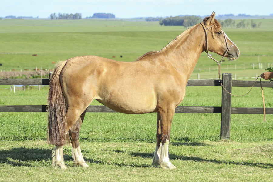 Lote ENERGIA DE LOS CARDOS