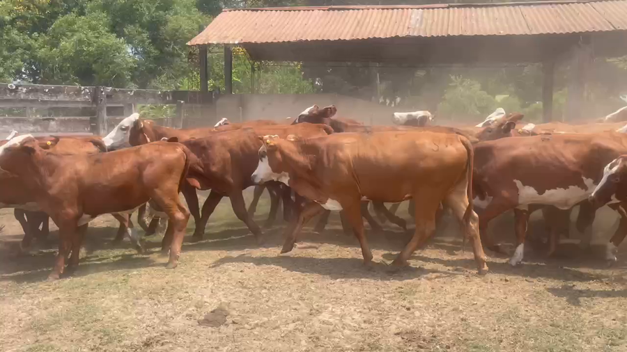 Lote 90 Vaquillonas en Ituzaingó, Corrientes