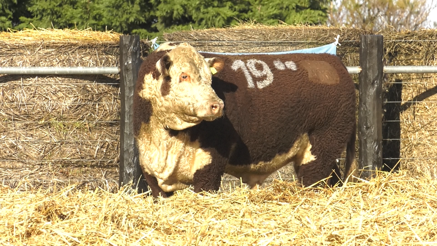 Lote TOROS P. HEREFORD PURO REGISTRADO
