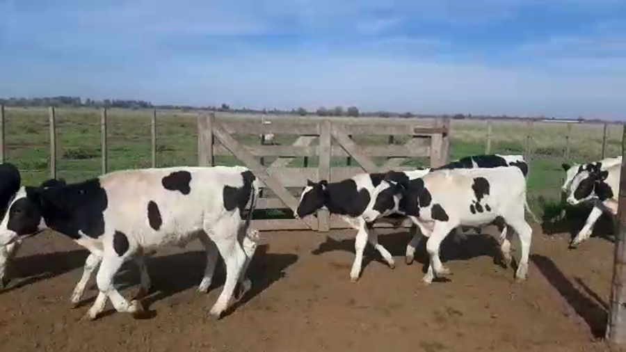 Lote 70 Terneros en Gral. Belgrano, Buenos Aires