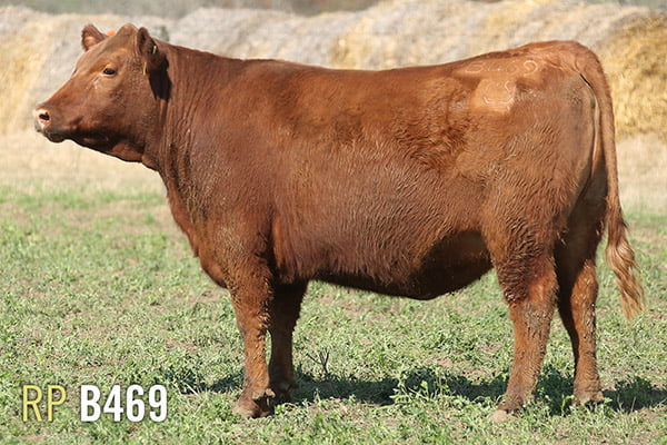 Lote 4 VAQUILLONAS PREÑADAS PURAS DE PEDIGREE