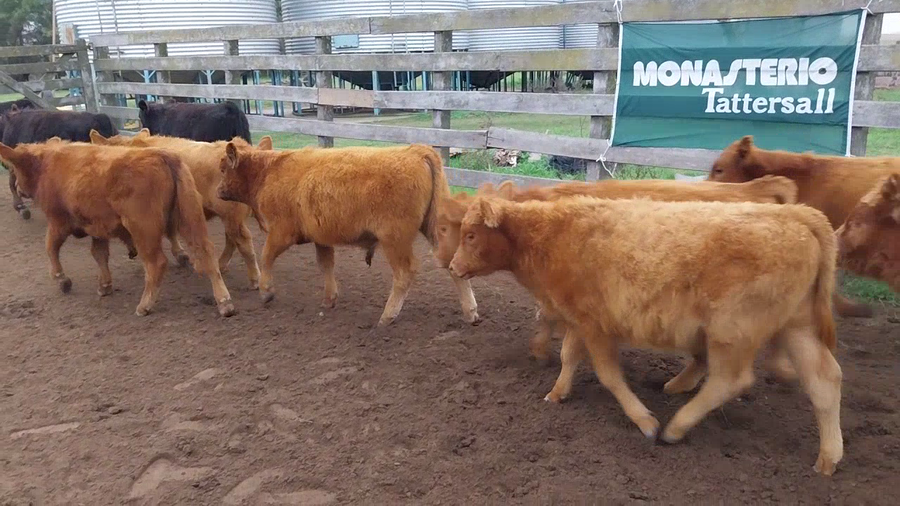 Lote 60 Terneros/as en Daireaux