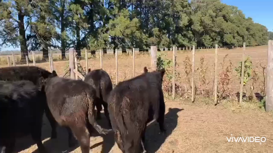 Lote 66 Terneros en San Andrés de Giles, Buenos Aires