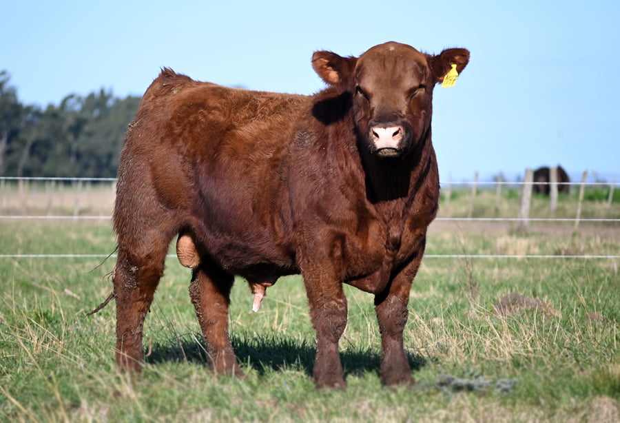 Lote TOROS PUROS DE PEDIGREE