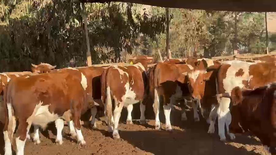 Lote 50 Novillo Engorda en Catemu, V  Región Valparaíso