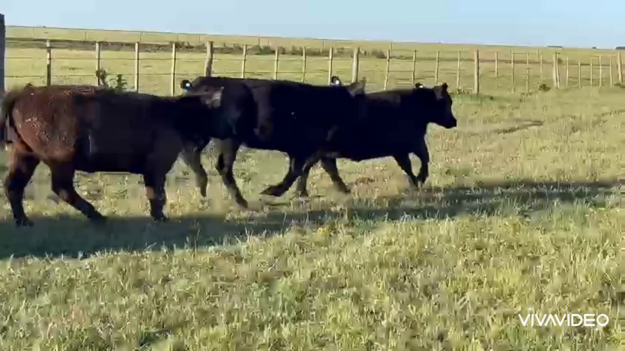 Lote 59 Vaquillonas en Tordillo, Buenos Aires