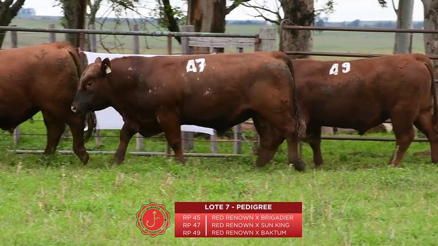 Lote Toros Pedigree