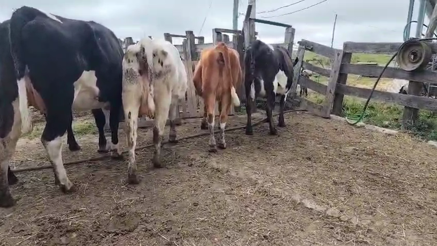 Lote 6 Vaquillonas  a remate en Pantalla Aniversario - Escritorio Camy, San José