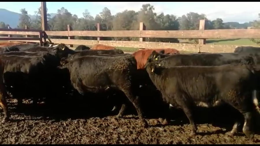 Lote 39 Ternero en XIV Región Los Rios, Futrono