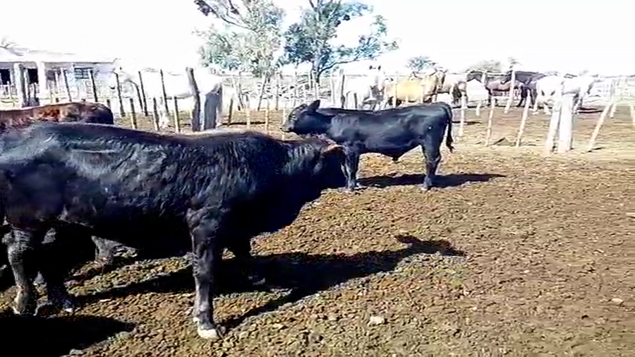 Lote 70 Terneros en San Cristóbal, Santa Fe