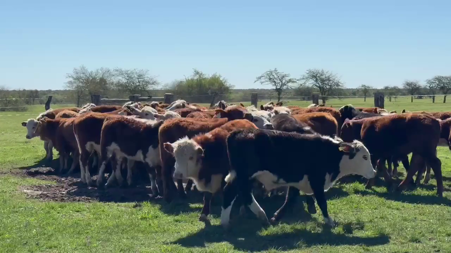 Lote 110 Terneros/as en Corrientes, Mariano I. Loza