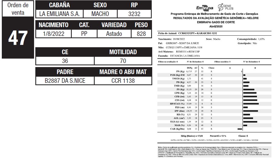 Lote LOTE 47