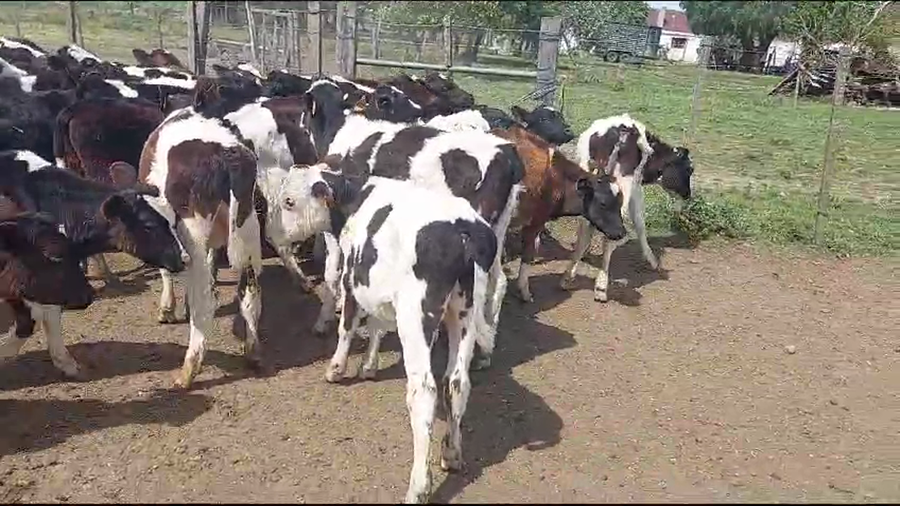 Lote 60 Terneros Holando a remate en Remate por pantalla de la Exposición de San José en Ruta 3 Km 75