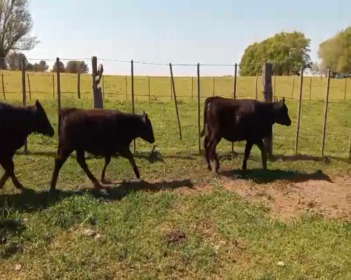 Lote 38 Terneros/as en Salazar, Buenos Aires