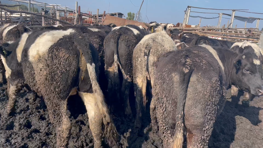 Lote 45 Novillo Gordo en Codegua, VI Región O-Higgins